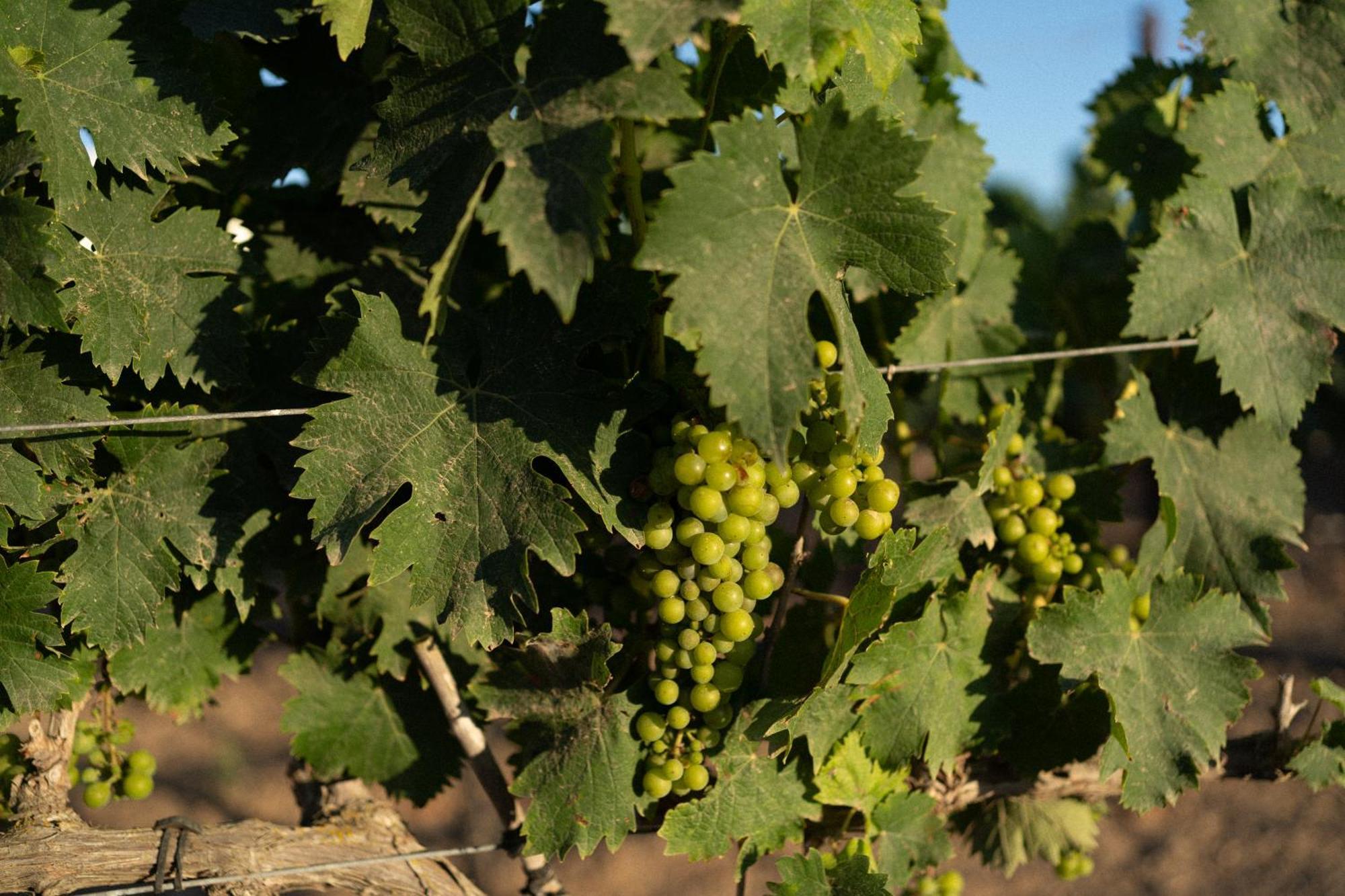 Vino Resort Son Amaret Làng Son Macia Ngoại thất bức ảnh